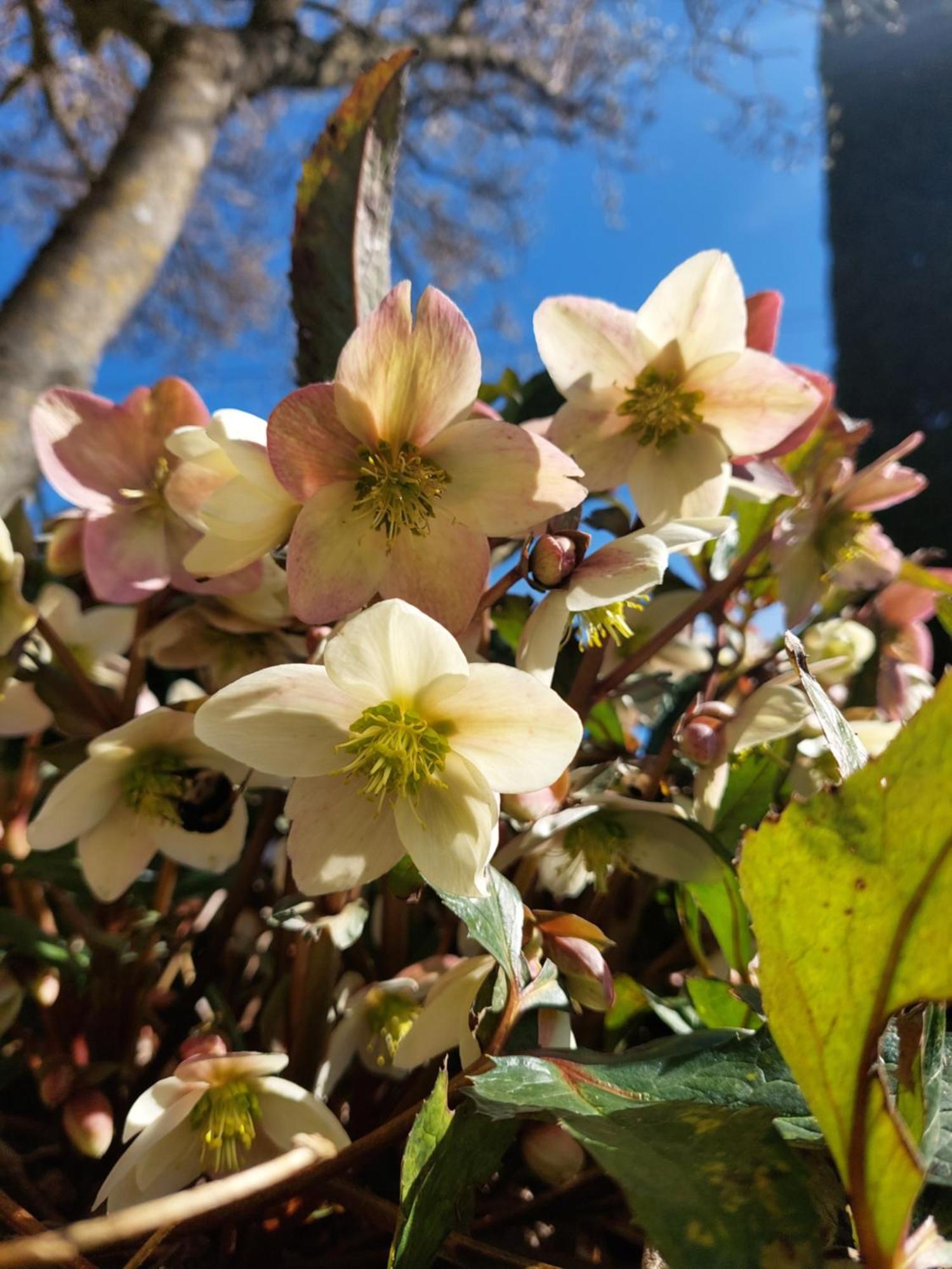 Rosa D' Inverno Piancastagnaio