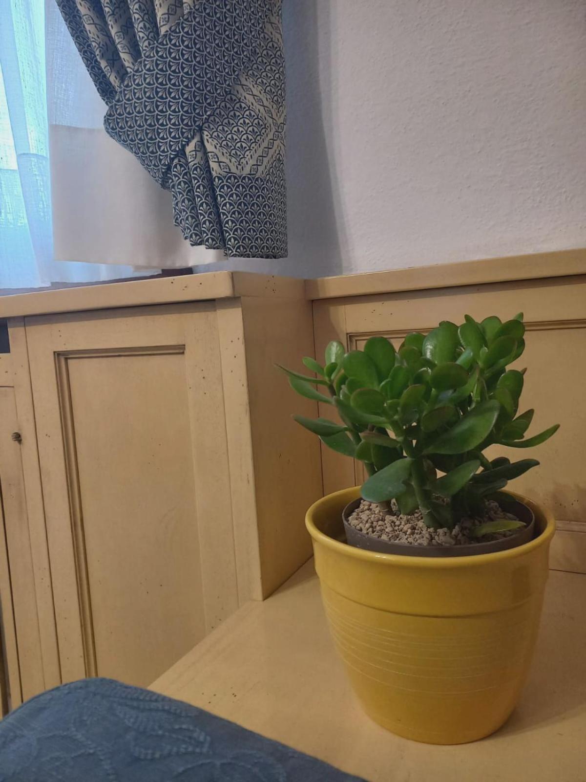 Rosa D' Inverno Сasa de vacaciones Piancastagnaio